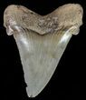 Serrated, Angustidens Tooth - Megalodon Ancestor #70519-1